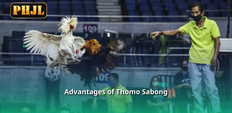 Advantages of Thomo Sabong