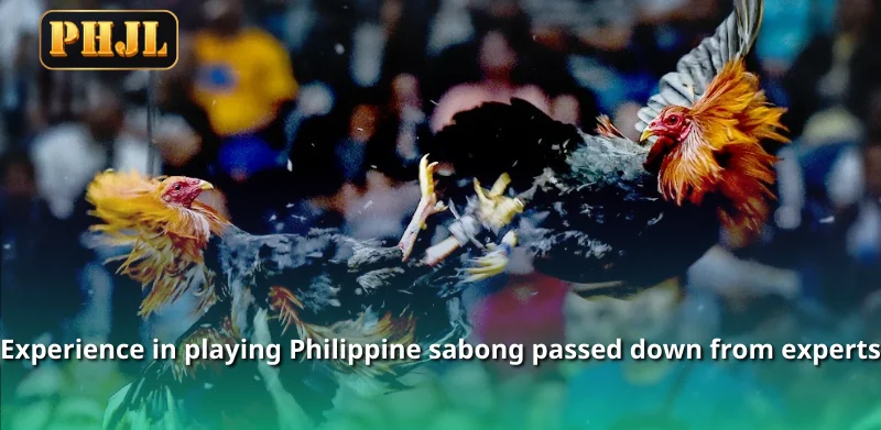 Experience in playing Philippine sabong